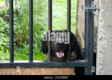Cane aggressivo a un cancello del giardino Foto Stock