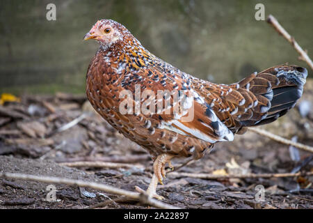 Steinhendl/ Stoapiperl hen - in via di estinzione di una razza di pollo dall' Austria Foto Stock