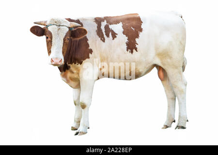 Enorme forte bella bull su sfondo bianco in una fattoria di animali di allevamento, big bull Foto Stock