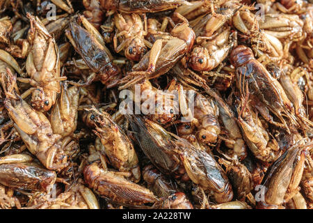 Alla griglia o fritte al bug sono di tradizionale cucina di strada in Asia. Foto Stock