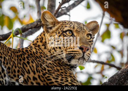 Leopard su albero guardando l'orizzonte Foto Stock
