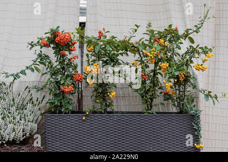 Varietà colorate di crescente pyracantha, pittoresco sfondo. Harvest vacanze, la Giornata del Ringraziamento, concetto di Halloween Foto Stock