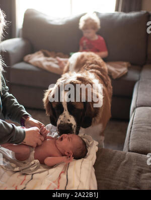 Neonato pannolino viene modificato mentre cane grande controlli in su di lei a casa Foto Stock