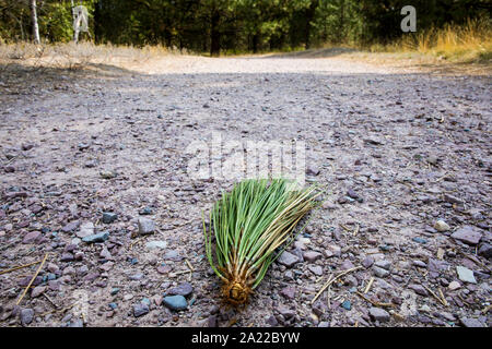 Ponderosa Pine aghi nel mezzo di un sentiero escursionistico nei pressi di Missoula. Foto Stock