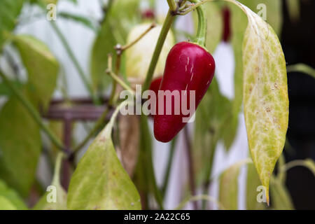 Rosso peperoncino jalapeno cresce su un impianto indoor NEL REGNO UNITO Foto Stock