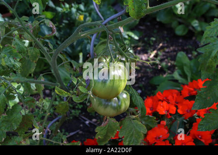 Pomodori verdi maturano sui rami di una boccola di pomodoro Foto Stock