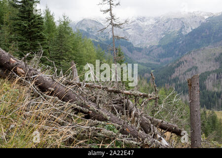 Un malato paesaggio forestale (e confine slovacco nella distanza) dove abete rosso sono state gravemente colpite dall'abete europeo beetle, in Dolina Mietusia, un percorso escursionistico in polacco di Tatra National Park, il 18 settembre 2019, in Dolina Mietusia, vicino a Zakopane, Malopolska, Polonia. L'abete europeo beetle (Ips typographus) è uno dei 116 scolitidi specie in Polonia che sta uccidendo migliaia di abeti rossi. L'insetto di popolazione può crescere rapidamente attraverso il vento e neve ecc che alla fine lascia uno spazio nel paesaggio, cambiando così il suolo della foresta di ecologia. Foto Stock