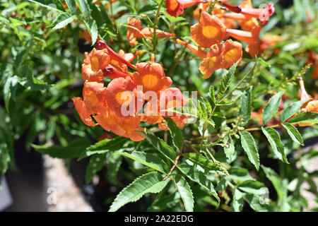 Piante da fiore Foto Stock