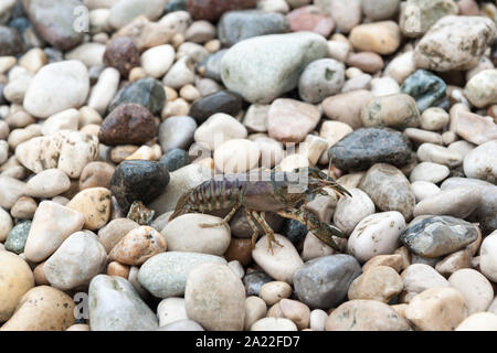 Gamberi di fiume su una spiaggia sul lago di Garda a Bardolino, provincia di Verona, regione Veneto, Italia Foto Stock