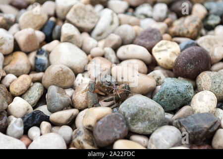 Gamberi di fiume su una spiaggia sul lago di Garda a Bardolino, provincia di Verona, regione Veneto, Italia Foto Stock