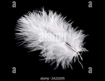 White Bird giù isolati su sfondo nero Foto Stock