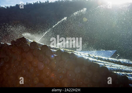 Lumberyard, deposito per conversione primario. Acqua pila di registri. Irrigazione di spruzzatore come metodo di conservazione del legno - creazione di microclima e ossigeno-libero e Foto Stock