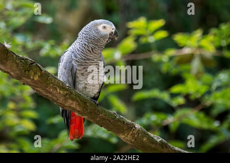 Congo pappagallo grigio / pappagallo grigio africano (Psittacus erithacus) arroccato nella struttura ad albero, nativo di Africa equatoriale Foto Stock