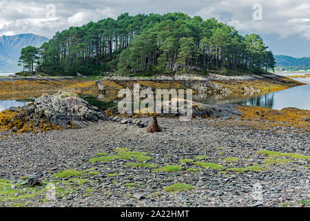 Llama sulla spiaggia rocciosa in Scozia. Foto Stock