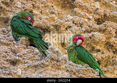 Obliquo parrocchetti / obliquo conures (Psittacara mitratus) dormire in roccia, nativo di South American Ande del Perù attraverso la Bolivia in Argentina Foto Stock