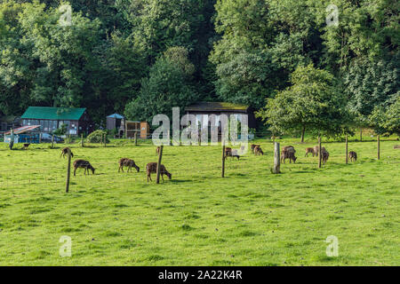 Craig Highland Farm - Opinioni - Santuario di origine animale in Scozia Foto Stock