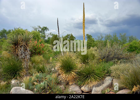 Desert Garden Conservatory just after a short late summer rain in New Mexico Foto Stock