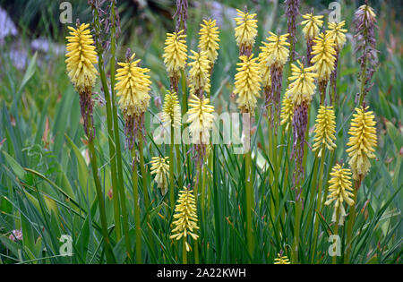 Torcia Tritoma Gigli dall Africa fotografato presso i giardini botanici in Nuovo Messico Foto Stock