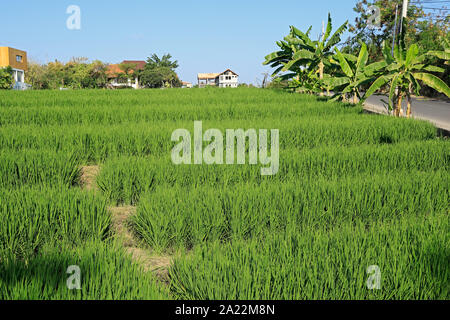 Lussureggianti e verdi campi di riso nell'area urbana di Canggu, Bali, Indonesia Foto Stock
