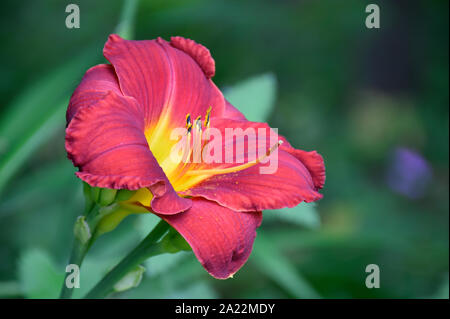 Rosso e Giallo Giglio asiatico in estate nel Nuovo Messico presso i giardini botanici Foto Stock