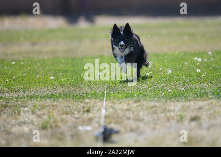 Border Collie in una linea retta di lure evento del corso Foto Stock