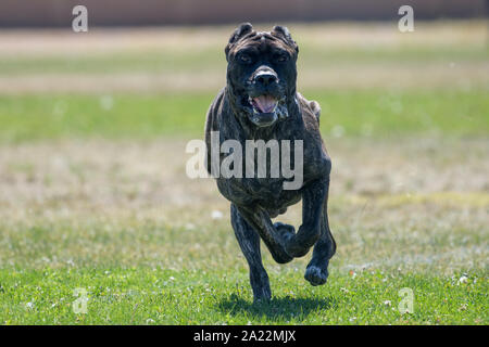 Grandi e colorati brindle Cane Corso Mastiff acceso per un'esca Foto Stock