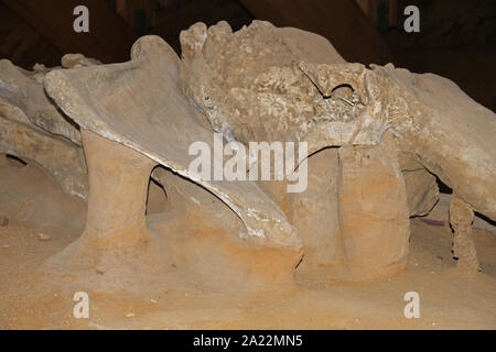 Steppa mammoth fossili, Mammuthus Trogontherii, a Viminacium, scientifico sito archeologico, Kostolac, Branichevo distretto, Serbia. Foto Stock