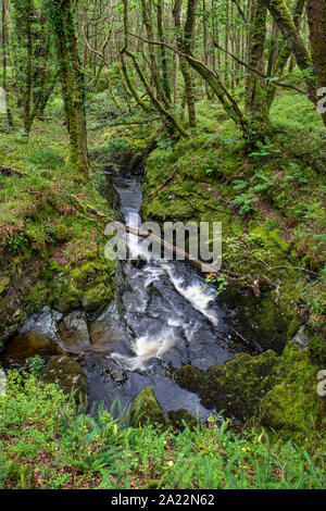 Masterizzazione Cordorcan cascate in legno della Cree Riserva Naturale, Newton Stewart, Dumfries and Galloway, Scozia Foto Stock