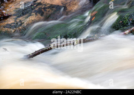 Ramo di albero in acqua sulle cascate lungo il Lowran bruciare vicino al Loch Ken, Dumfries and Galloway, Scozia Foto Stock