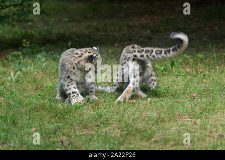 Snow Leopard cubs (Uncia uncia) Foto Stock