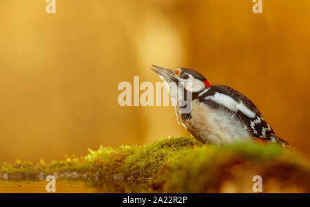 Grande Picchio Rosso (Dendrocopos major) con incredibili colori autunnali Foto Stock