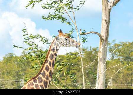 La giraffa a mangiare le foglie dalla struttura ad albero Foto Stock