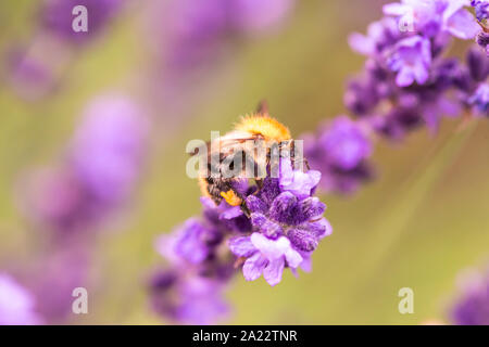 L'impollinazione delle api su un fiore di lavanda. Foto macro. Close up. Foto Stock