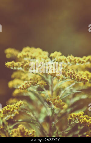Oro canadese fiori gialli(Solidago canadensis) Foto Stock