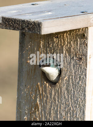 Albero Swallow peeking da una scatola di nido Foto Stock