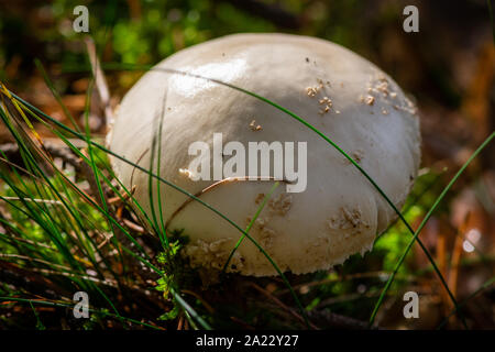 Velenoso Amanita Virosa funghicoltura nella foresta di muschio. Foto Stock