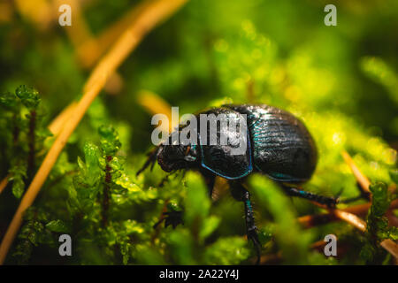 Immagine di un Sphaerites Glabratus beetle trovati in umido bosco d'autunno. Adas Foto Stock