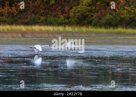 Trumpeter Swan coppia in volo Foto Stock