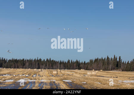 Campo di orzo con Trumpeter Swan & Oche del Canada Foto Stock