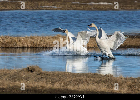 Trumpeter Swan coppia in Alaska Foto Stock