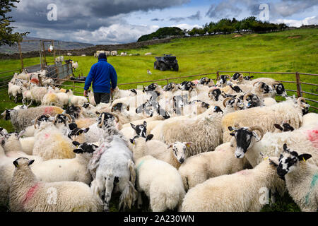 Agricoltore gruppo di raccolta delle pecore Swaledale innoculation per scatti in una fattoria in Yorkshire Dales National Park nella valle del fiume Swale Foto Stock