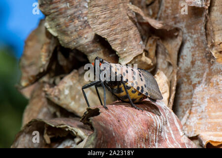 Avvistato LANTERNFLY (LYCORMA DELICATULA) femmina gravido CON ADDOME allargata caricato con le uova sul fiume BIRCH (Betula nigra) TREE, PENNSYLVANIA Foto Stock