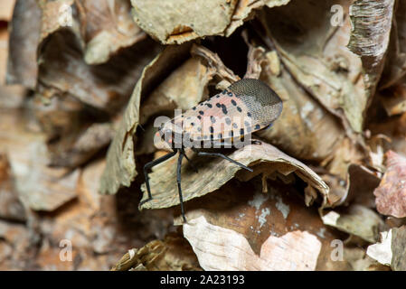 Avvistato LANTERNFLY (LYCORMA DELICATULA) femmina gravido CON ADDOME allargata caricato con le uova sul fiume BIRCH (Betula nigra) TREE, PENNSYLVANIA Foto Stock