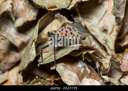 Avvistato LANTERNFLY (LYCORMA DELICATULA) femmina gravido CON ADDOME allargata caricato con le uova sul fiume BIRCH (Betula nigra) TREE, PENNSYLVANIA Foto Stock