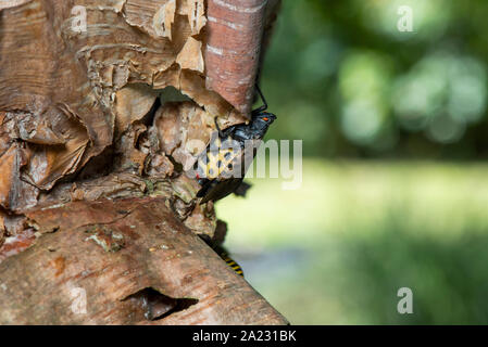 Avvistato LANTERNFLY (LYCORMA DELICATULA) femmina gravido CON ADDOME allargata caricato con le uova sul fiume BIRCH (Betula nigra) TREE, PENNSYLVANIA Foto Stock