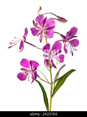 Willow Herb fiori isolati su sfondo bianco Foto Stock