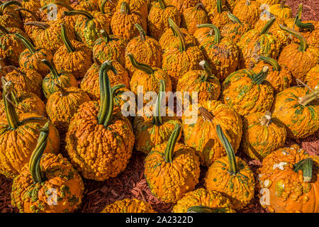 Lotti di dimensioni e forme diverse di zucca con verruche sulla loro anche chiamato la pelle d'oca una strana e particolare tipo di zucca in una fattoria su un luminoso Foto Stock