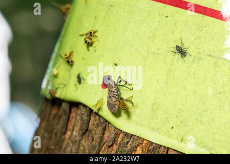 Giacca gialla (Vespula maculifrons) ALIMENTAZIONE SU SPOTTED LANTERNFLY BLOCCATI SU STICKY TRAP (LYCORMA DELICATULA), PENNSYLVANIA Foto Stock