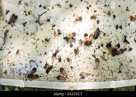 CLOSE UP SPOTTED LANTERNFLIES (LYCORMA DELICATULA) bloccata sulla trappola appiccicosa, PENNSYLVANIA Foto Stock