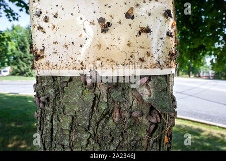 CLOSE UP SPOTTED LANTERNFLIES (LYCORMA DELICATULA) brulicare di seguito trappola appiccicosa e alcuni bloccato sulla trappola appiccicosa, PENNSYLVANIA Foto Stock